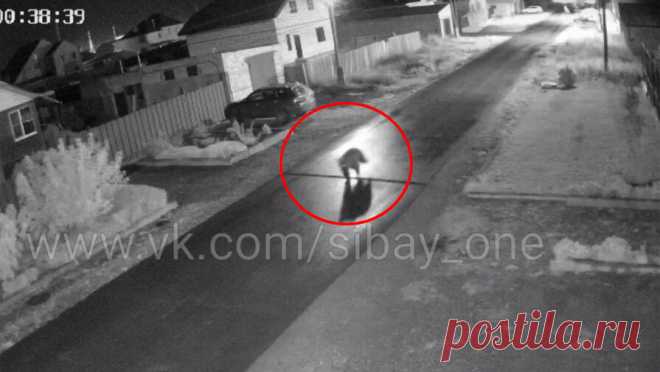 В Башкирии сняли на видео медведя, который бегает по улицам города. Администрация города Сибай попросила жителей быть острожнее после публикации в сети кадров с разгуливающим по улице медведем. "Убедительная просьба к горожанам быть бдительными. Не создавать паники, по возможности не выходить в ...