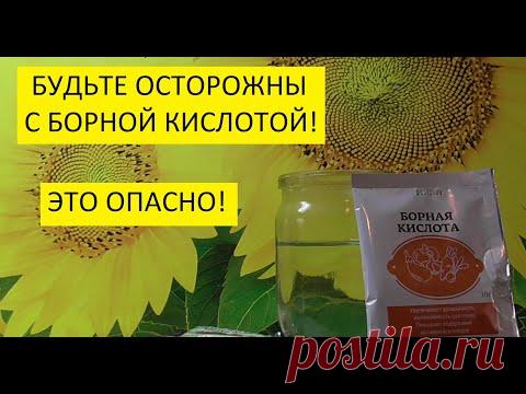 Как  приготовить раствор борной кислоты?  Как отмерить и развести борную кислоту для опрыскивания?