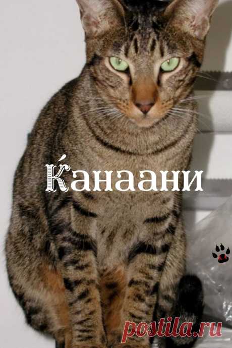 Здравствуйте. Вы на канале Алфавит в 4 лапы. Сегодня мы расскажем вам о бесстрашной породе кошек. Эта порода Канаани.