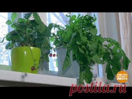 Урожай с подоконника. 23.10.2019