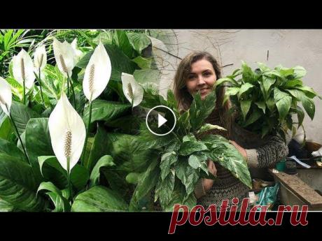 СПАТИФИЛЛУМ ❤️ ЖЕНСКОЕ СЧАСТЬЕ ❤️ уход и пересадка #спатифиллум#цветыСПАТИФИЛЛУМ ("Женское счастье") относится к семейству Ароидные. В природе произрастает в нижнем ярусе влажных тропических ...