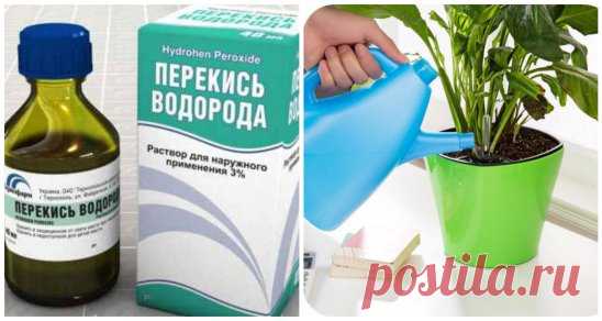 Перекись водорода для домашних растений.
Иногда вернувшись из отпуска,обнаруживаем,
что домашние растения не получили помощи,
к которой они привыкли.
Первое,смотрим,как мы сможем восстановить
Мы удаляем слишком сухие или увядшие листья
и взрыхлим землю, чтобы они могли дышать.
Мы будем использовать перекись водорода,
обычно называемой кислородом воды.
Перекись водорода является отличным естественным
дезинфицирующим средством,
служит для усиления роста растений и
предотвращения корневой гнили.