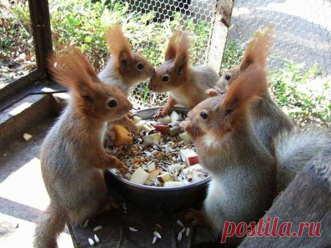 Google+. Девичник.