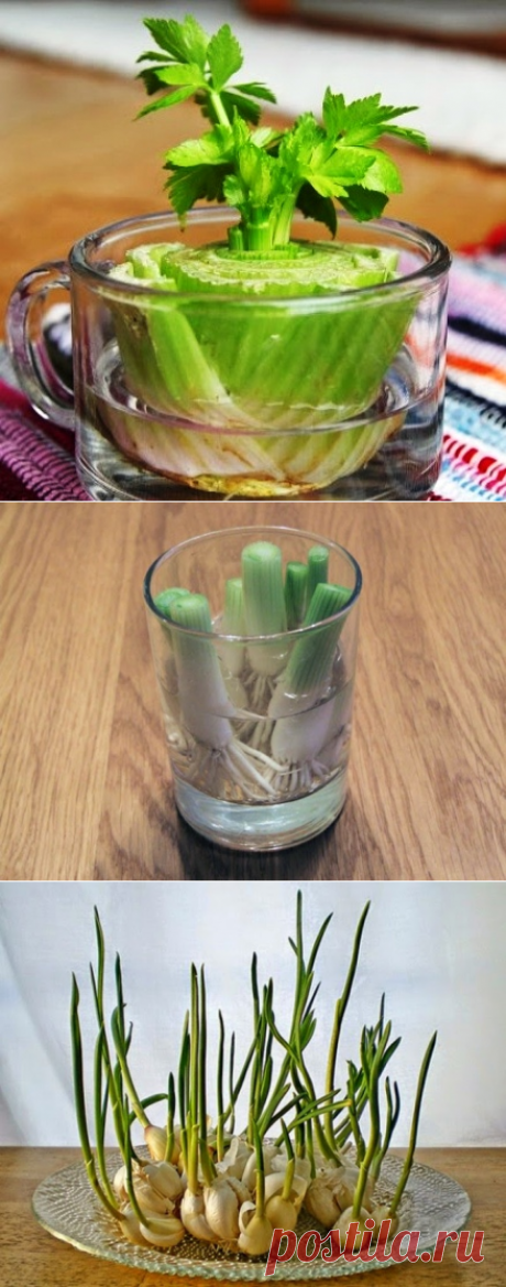 8 овощей, которые можно один раз купить, а потом выращивать снова и снова