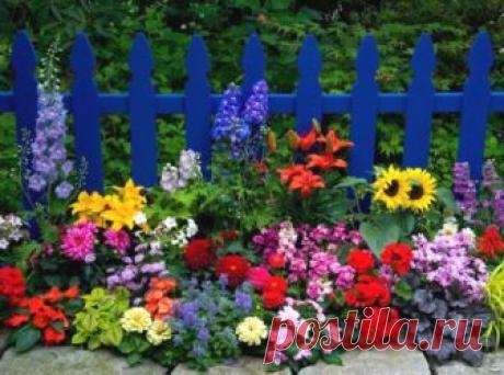 Как выбрать многолетние цветы для сада | 6 соток