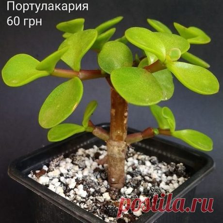 (18) Суккуленты — публикации | Facebook