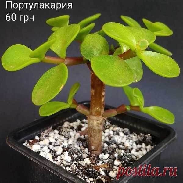 (18) Суккуленты — публикации | Facebook