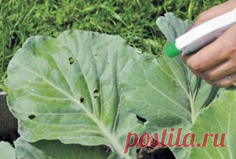 На своем огороде я не знаю, что такое проблемы с капустой. Спасибо валерьянке