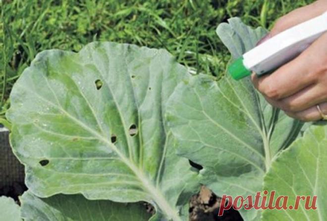 На своем огороде я не знаю, что такое проблемы с капустой. Спасибо валерьянке