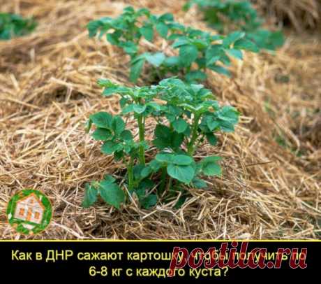 Хотим рассказать про классный метод выращивания картофеля, подсмотренный нами в ДНР. Хоть этот способ и простой, но он позволяет получить с каждого куста до 8 кг отличной картошечки.
Преимущества метода
Наши знакомые, проживающие в ДНР, и многие их соседи практикуют выращивание картофеля под соломой. Среди основных преимуществ этого метода:
Защита от вредителей. Запах соломы отпугивает доступ к картофелю многих насекомых, а ее наличие, затрудняет доступ вредителей к ботве....