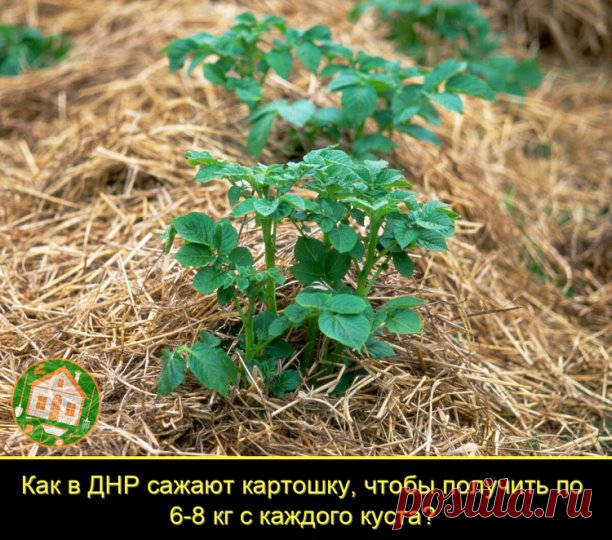 Хотим рассказать про классный метод выращивания картофеля, подсмотренный нами в ДНР. Хоть этот способ и простой, но он позволяет получить с каждого куста до 8 кг отличной картошечки.
Преимущества метода
Наши знакомые, проживающие в ДНР, и многие их соседи практикуют выращивание картофеля под соломой. Среди основных преимуществ этого метода:
Защита от вредителей. Запах соломы отпугивает доступ к картофелю многих насекомых, а ее наличие, затрудняет доступ вредителей к ботве....