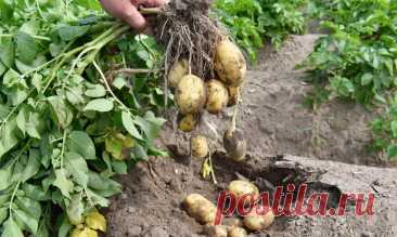 Как не ошибиться со сроком уборки картофеля?