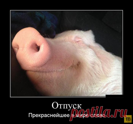 - От вас, свиней, всего ожидать можно!