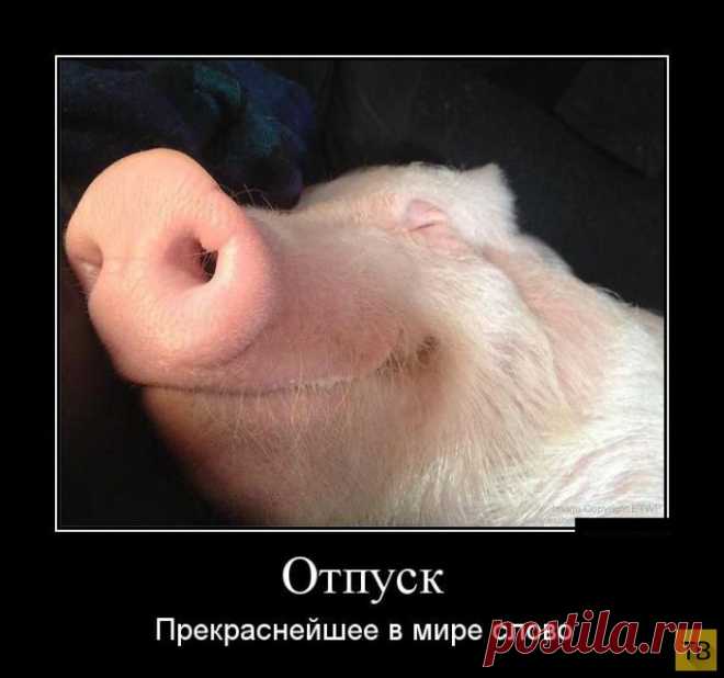 - От вас, свиней, всего ожидать можно!