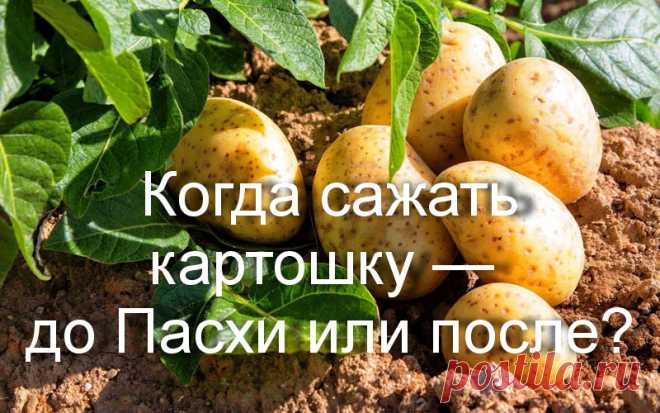 Каждую весну дачники Подмосковья спорят: когда лучше сажать картофель? В 2025 году Пасха — 20 апреля. Разбираемся, что важно учитывать 👇

🥔 Что говорит опыт и агрономия: 
— Сажаете не в сам праздник (20 апреля), а, например, 14–15 или 19 апреля

✔️ После Пасхи — самый надёжный вариант: — Идеальные дни: 23–24, 28 апреля, начало мая

🌕 Лунный календарь 2025 подсказывает: — Лучшие даты: 1, 4–5, 14–15, 19–20, 23–24, 28 апреля
— Сажайте на растущую Луну — клубни будут крепче