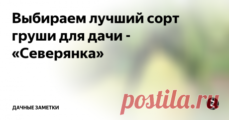 Выбираем лучший сорт груши для дачи - «Северянка»  Название сорта груши «Северянка» — сразу обозначает, что груша эта явно не какая-то там южная неженка. «Северянка» — настоящая сибирячка. Выведение этого сорта требовало от селекционеров долгой, кропотливой работы, потому что создать морозоустойчивый сорт яблони проще, чем сорт груши с такими же характеристиками.
Зимостойкая «Северянка» стала прародительницей новых улучшенных сортов и до сих пор п