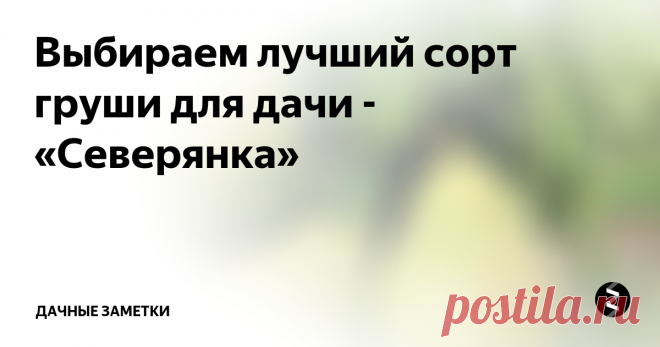 Выбираем лучший сорт груши для дачи - «Северянка»  Название сорта груши «Северянка» — сразу обозначает, что груша эта явно не какая-то там южная неженка. «Северянка» — настоящая сибирячка. Выведение этого сорта требовало от селекционеров долгой, кропотливой работы, потому что создать морозоустойчивый сорт яблони проще, чем сорт груши с такими же характеристиками.
Зимостойкая «Северянка» стала прародительницей новых улучшенных сортов и до сих пор п