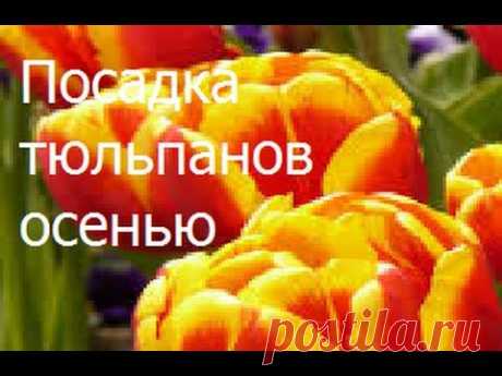 Посадка тюльпанов осенью. - YouTube
