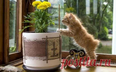 Знакомство | KotoMail.ru