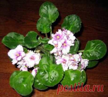 Как африканским фиалкам пережить русскую зиму? | Растения