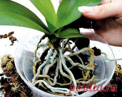 ПОШАГОВАЯ ИНСТРУКЦИЯ ПО ПЕРЕСАДКЕ ФАЛЕНОПСИСА (ОРХИДЕЯ)