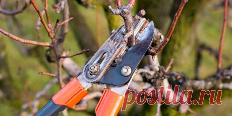 Обрезка черешни осенью: руководство для садовода - Сад и огород