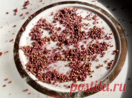 Выращивание клубники из семян своими руками