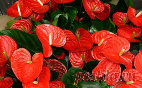 ЗАСТАВЛЯЕМ АНТУРИУМ ЦВЕСТИ!!! ОТКРЫВАЕМ СЕКРЕТЫ!!!🍃🌹🍀 | 🍃🌹🍀О ЦВЕТАХ И НЕ ТОЛЬКО.🍃😋🍀 | Яндекс Дзен