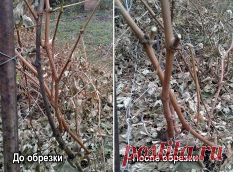 Осенняя обрезка винограда: советы Николая Сергеева | Личный опыт (Огород.ru)