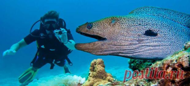 Новое экстремальное видео: мурена напала на дайвера в южноафриканской бухте