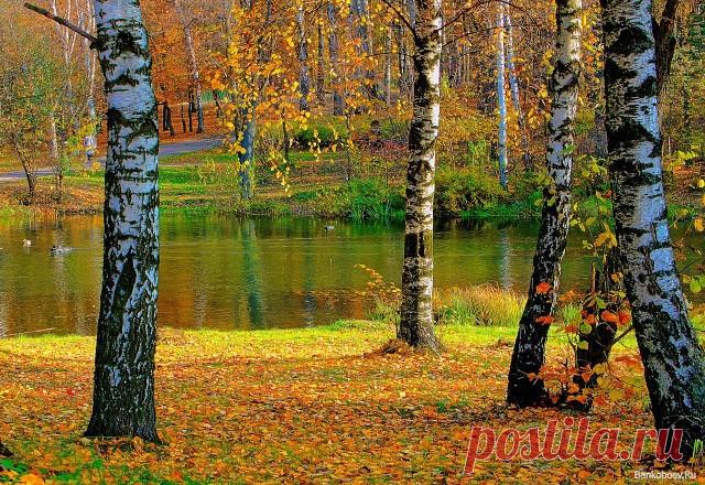 Нет милее рощиц и поляны,
Краше среднерусской полосы,
Море, пальмы, пляжи Таиланда
Не заменят Родины-красы.