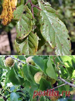 Как бороться с болезнями абрикоса | Дача - впрок