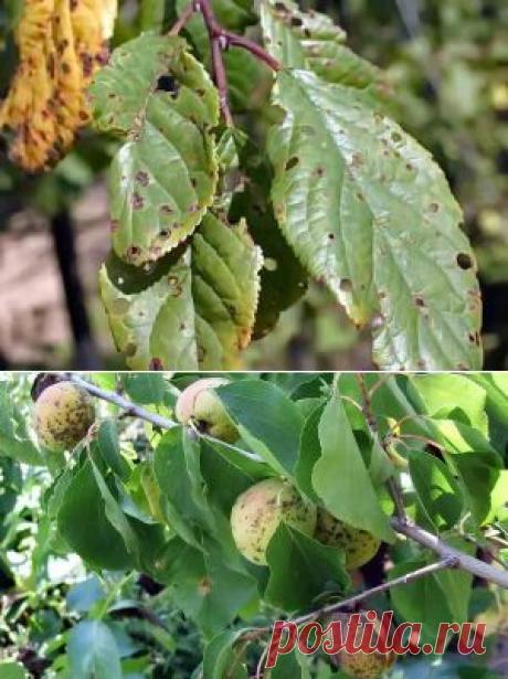 Как бороться с болезнями абрикоса | Дача - впрок