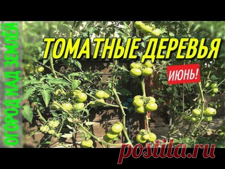 ТОМАТНЫЕ ДЕРЕВЬЯ-ОТЛИЧНЫЙ РЕЗУЛЬТАТ/ИЮНЬ-2018.