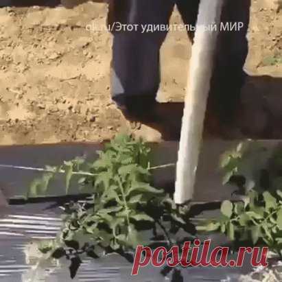 (1) Одноклассники