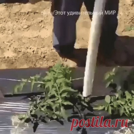 (1) Одноклассники