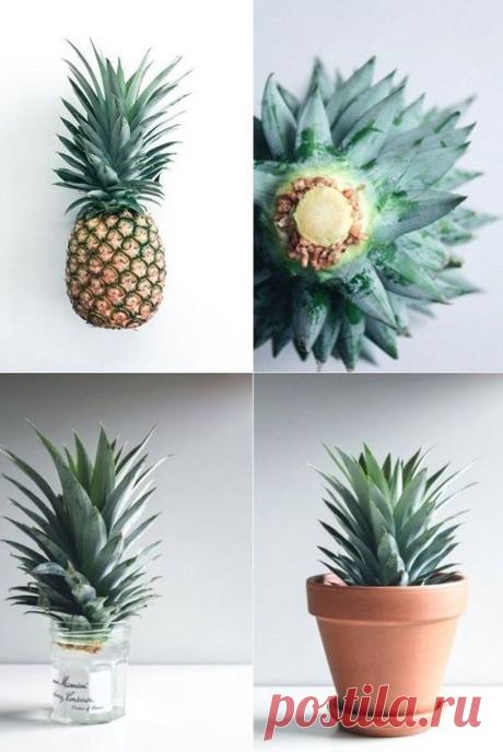 (465) Pinterest