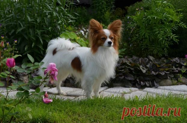 Папильон (собака) - описание, фото, цена, уход и содержание | «Дай Лапу»