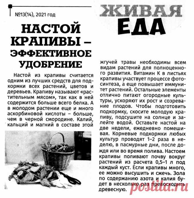 Настой крапивы - эффективное удобрение