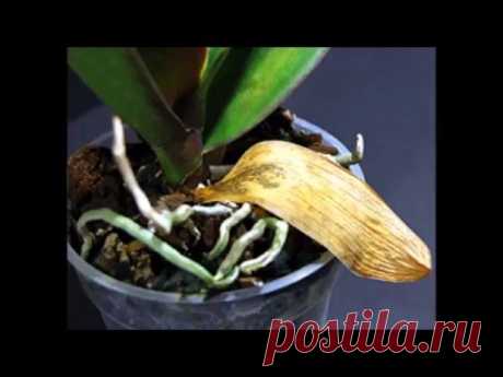 Почему желтеют листья у орхидей.