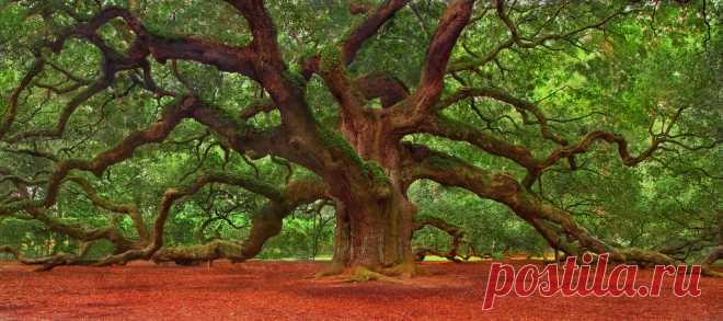 Angel Oak tree The Angel Oak is a Southern live oak tree located in Angel Oak Park, in Charleston, South Carolina, on Johns Island, one of South Carolina's Sea Islands. It is estimated to be 1500 years old, stands 65 ft (20 m) tall, measures 28 ft (8.5 m) in circumference, and shades with its crown an area of 17,000 square feet (1,600 m2). Its widest crown spread point-to-point is 180 feet (55 m), which is larger than any other live oak in the country. Its longest limb is ...