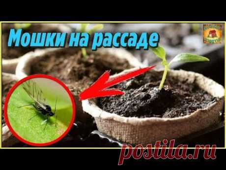 Вот что нужно делать если МОШКИ НА РАССАДЕ и как от них избавиться ДАЧНЫЕ хитрости и полезные СОВЕТЫ - YouTube