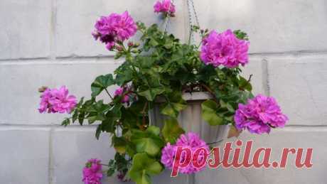 Подкормка герани дала пышное и долгое цветение без химии. Рецепт | Секреты сада. Дача, цветы | Яндекс Дзен