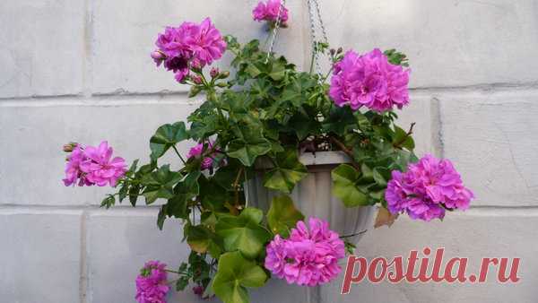 Подкормка герани дала пышное и долгое цветение без химии. Рецепт | Секреты сада. Дача, цветы | Яндекс Дзен