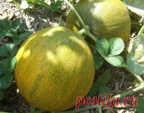 ВЫРАЩИВАЕМ ДЫНЮ