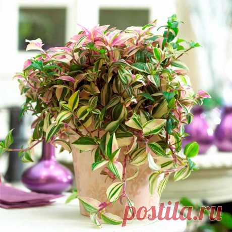 Комнатное растение Традесканция (Tradescantia). Традесканции - неприхотливые многолетние травы с ползучими ветвящимися стеблями. Этот род получил свое название в честь отца и сына Традескантов - ботаников и садоводов, живших в XVII в. Нередко традесканциями называют еще и родственные им растения, к которым относятся зебрины и каллизии. Чаще всего традесканции выращивают как ампельные растения, помещая их в подвесные корзинки. Для усиления ветвления прищипывают побеги.