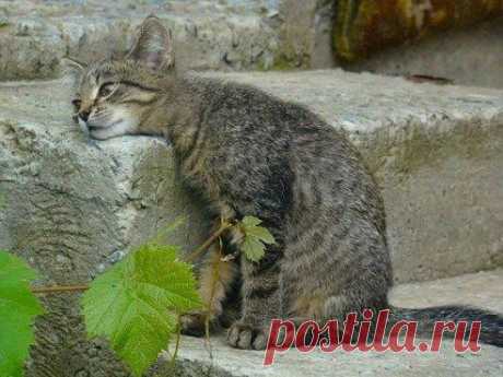 Одноклассники