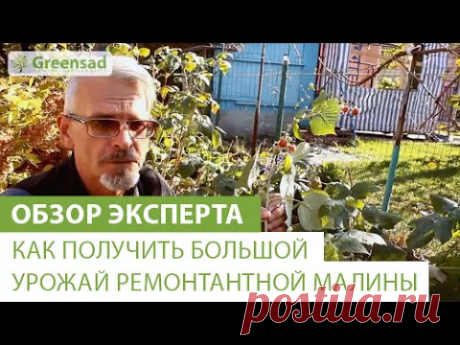 Как получить большой урожай ремонтантной малины - YouTube