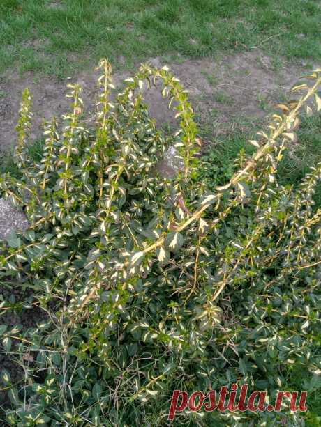 Бересклет Форчуна «Солнечное пятно» (Euonymus fortunei «Sunspot»)