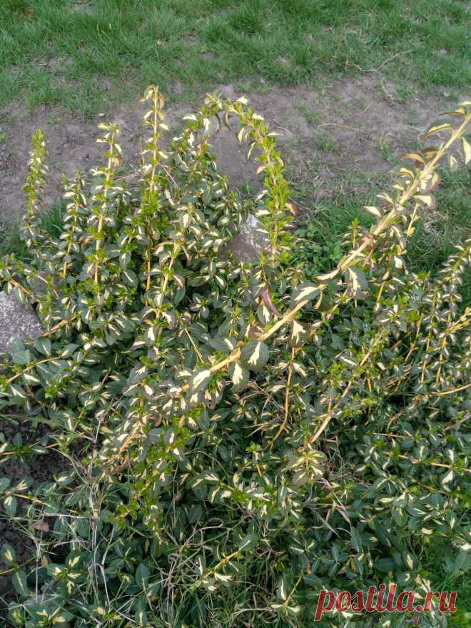 Бересклет Форчуна «Солнечное пятно» (Euonymus fortunei «Sunspot»)